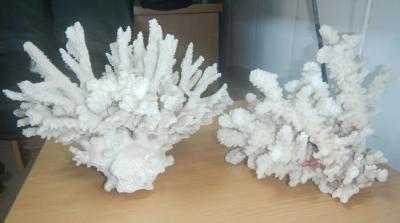 Прикрепленное изображение: dw900h500.jpg